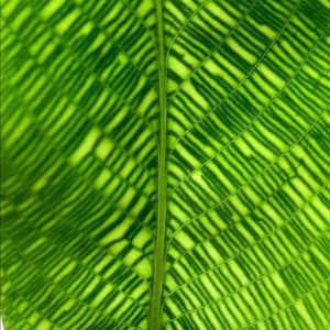 Rare Calathea Musaica Plant